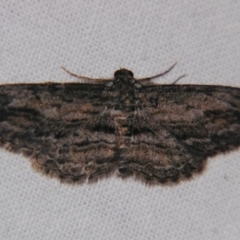 Unverified Geometer moth (Geometridae) by PJH123