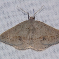 Unverified Geometer moth (Geometridae) by PJH123