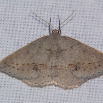Unverified Geometer moth (Geometridae) by PJH123