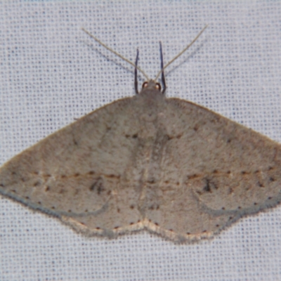 Unidentified Geometer moth (Geometridae) at Bolivia, NSW - 6 Apr 2007 by PJH123