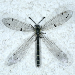 Bandidus canifrons (An Antlion Lacewing) at Ainslie, ACT - 10 Nov 2023 by jb2602