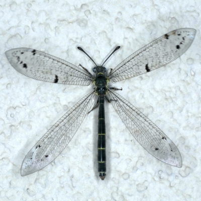 Bandidus canifrons (An Antlion Lacewing) at Ainslie, ACT - 10 Nov 2023 by jb2602