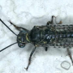 Bandidus canifrons at Ainslie, ACT - 10 Nov 2023 09:39 PM