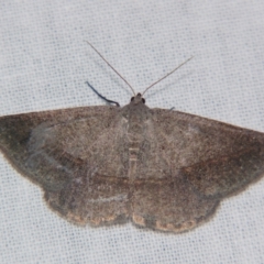 Unverified Geometer moth (Geometridae) by PJH123
