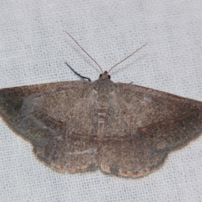 Unidentified Geometer moth (Geometridae) at Bolivia, NSW - 5 Apr 2007 by PJH123