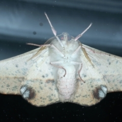 Antictenia punctunculus at Ainslie, ACT - 10 Nov 2023 09:41 PM