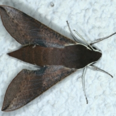 Hippotion scrofa (Coprosma Hawk Moth) at Ainslie, ACT - 10 Nov 2023 by jb2602