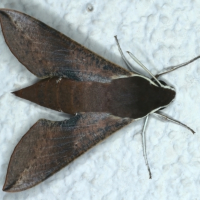 Hippotion scrofa (Coprosma Hawk Moth) at Ainslie, ACT - 10 Nov 2023 by jb2602