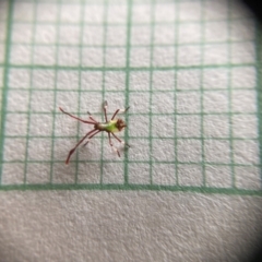 Coreidae (family) at Campbell, ACT - 1 Dec 2023