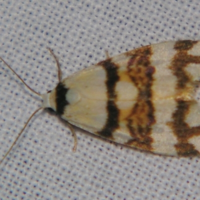 Unidentified Tiger moth (Arctiinae) at Bolivia, NSW - 6 Apr 2007 by PJH123