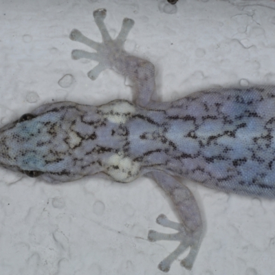 Christinus marmoratus (Southern Marbled Gecko) at Watson, ACT - 11 Nov 2023 by jb2602