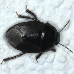 Adrisa sp. (genus) (Burrowing Bug) at Ainslie, ACT - 11 Nov 2023 by jb2602