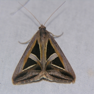 Trigonodes hyppasia (Triangle Owlet) at Bolivia, NSW - 6 Apr 2007 by PJH123