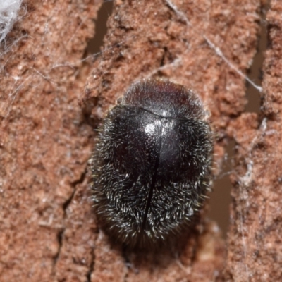 Coccinellidae (family) (Unidentified lady beetle) at Mount Jerrabomberra - 1 Dec 2023 by DianneClarke