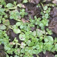 Callitriche stagnalis (Common Starwort) at Jugiong, NSW - 28 Oct 2019 by JaneR