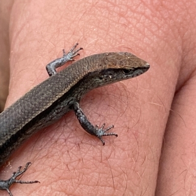 Lampropholis delicata (Delicate Skink) at Belconnen, ACT - 1 Dec 2023 by SteveBorkowskis