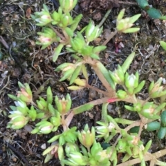 Crassula decumbens var. decumbens (A Stonecrop) at Jugiong, NSW - 28 Oct 2019 by JaneR