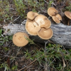 Lentinus arcularius (Fringed Polypore) at QPRC LGA - 1 Dec 2023 by Paul4K