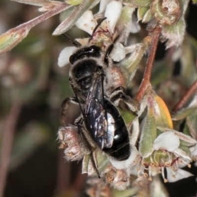 Leioproctus sp. (genus) (Plaster bee) at Croke Place Grassland (CPG) - 1 Dec 2023 by kasiaaus
