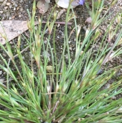 Juncus bufonius at Jugiong, NSW - 28 Oct 2019 02:56 PM