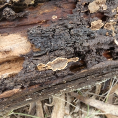 Unidentified Other non-black fungi  at Boro - 1 Dec 2023 by Paul4K