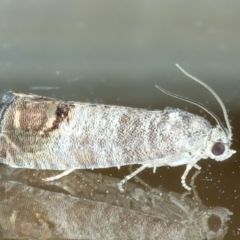 Cydia pomonella (Codling Moth) at Ainslie, ACT - 11 Nov 2023 by jb2602