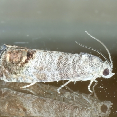 Cydia pomonella (Codling Moth) at Ainslie, ACT - 11 Nov 2023 by jb2602