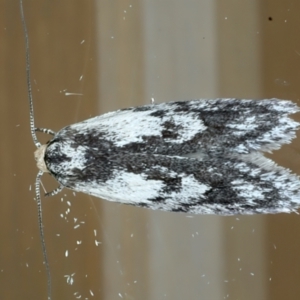 Phylomictis maligna at Ainslie, ACT - 11 Nov 2023