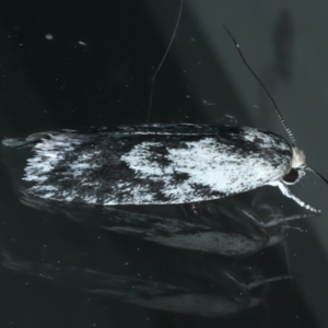 Phylomictis maligna at Ainslie, ACT - 11 Nov 2023