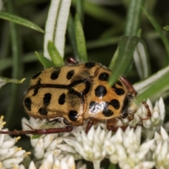 Neorrhina punctata (Spotted flower chafer) at Croke Place Grassland (CPG) - 1 Dec 2023 by kasiaaus