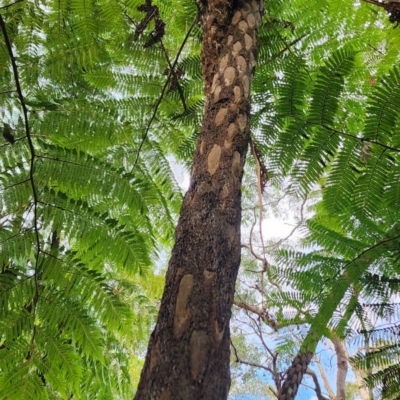 Cyathea cooperi (Straw Treefern) at Castlecrag, NSW - 1 Dec 2023 by Steve818
