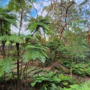 Cyathea cooperi at Castlecrag, NSW - 1 Dec 2023