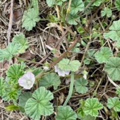 Malva neglecta (Dwarf Mallow) at Aranda, ACT - 1 Dec 2023 by KMcCue