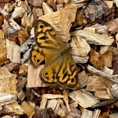 Heteronympha merope (Common Brown Butterfly) at Aranda, ACT - 1 Dec 2023 by KMcCue