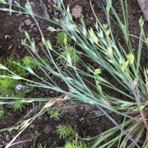 Juncus bufonius at Numeralla, NSW - 16 Dec 2019 04:42 PM