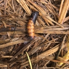 Lepidoptera unclassified IMMATURE (caterpillar or pupa or cocoon) at Hume, ACT - 1 Dec 2023 by KaiDewarUmw