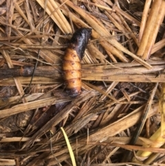 Lepidoptera unclassified IMMATURE moth at Hume, ACT - 1 Dec 2023