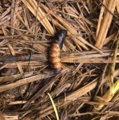 Lepidoptera unclassified IMMATURE at Hume, ACT - suppressed