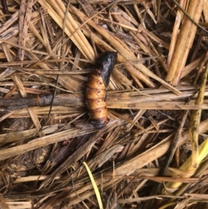 Lepidoptera unclassified IMMATURE moth at Hume, ACT - 1 Dec 2023