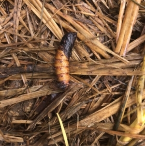 Lepidoptera unclassified IMMATURE moth at Hume, ACT - 1 Dec 2023