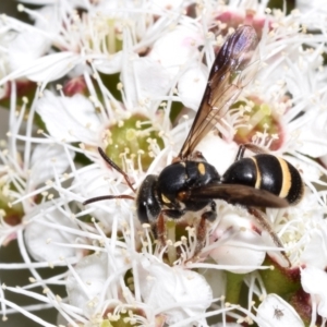 Lasioglossum (Australictus) peraustrale at QPRC LGA - 1 Dec 2023