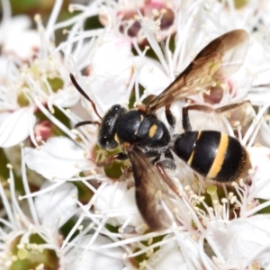 Lasioglossum (Australictus) peraustrale at QPRC LGA - 1 Dec 2023