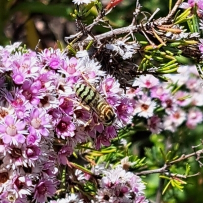 Bembix sp. (genus) (Unidentified Bembix sand wasp) at ANBG - 1 Dec 2023 by CraigW