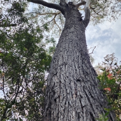 Eucalyptus sieberi (Silvertop Ash) at Castlecrag, NSW - 1 Dec 2023 by Steve818