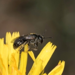 Lasioglossum (Chilalictus) lanarium at McKellar, ACT - 1 Dec 2023 12:03 PM