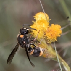 Paralastor sp. (genus) (Potter Wasp) at Croke Place Grassland (CPG) - 1 Dec 2023 by kasiaaus