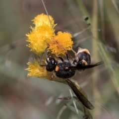 Paralastor sp. (genus) at Croke Place Grassland (CPG) - 1 Dec 2023