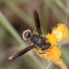 Paralastor sp. (genus) at Croke Place Grassland (CPG) - 1 Dec 2023