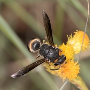 Paralastor sp. (genus) at Croke Place Grassland (CPG) - 1 Dec 2023