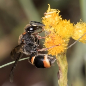 Paralastor sp. (genus) at McKellar, ACT - 1 Dec 2023